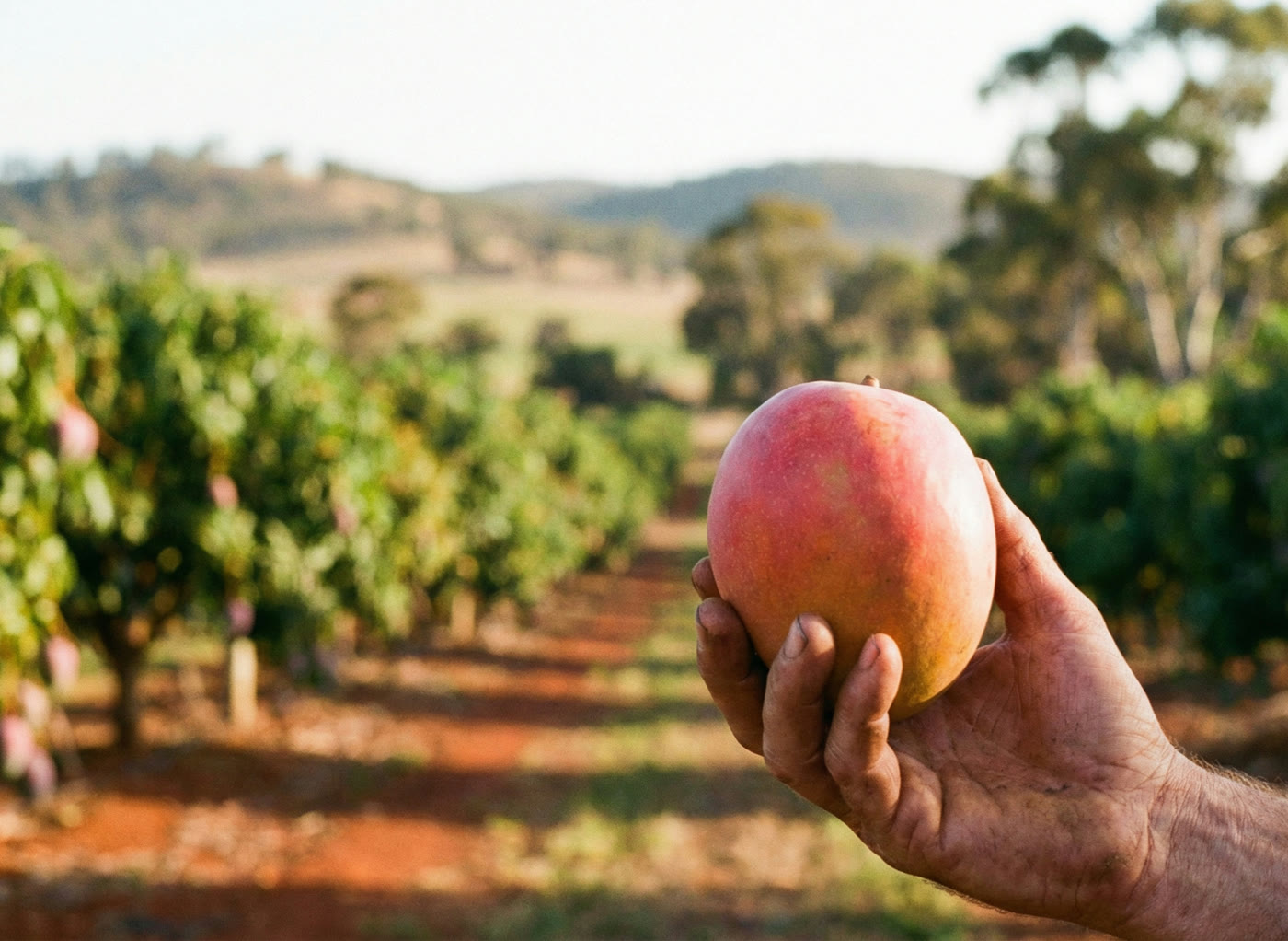 Backpacker holding a freshly picked mango in an Australian orchard at golden hour